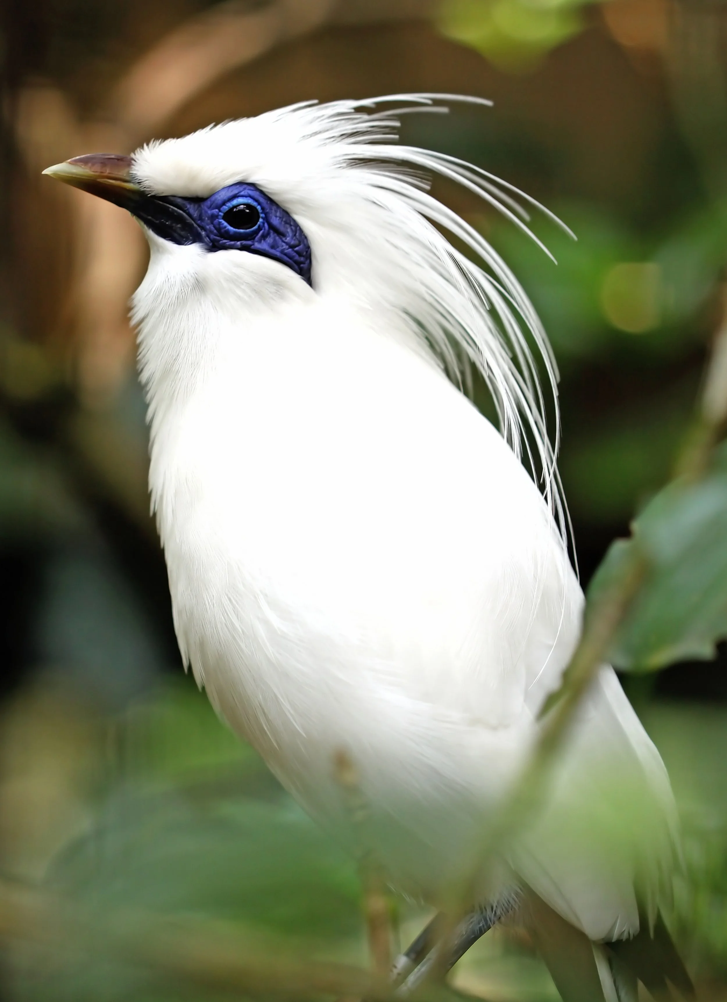 Talking about my screwball approach to saving the Bali starling on THE WICKEDS today.