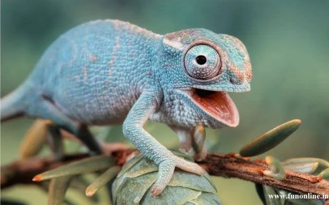 I explain how and why I focus on endangered species and wildlife crime in my Cyd Redondo novels.