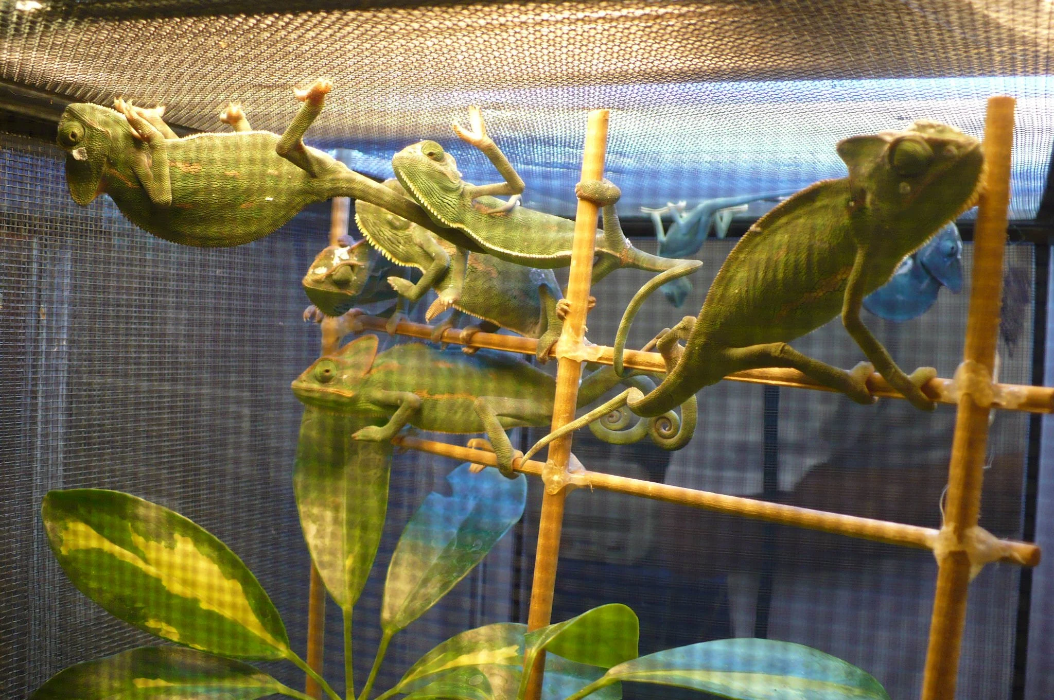 Talking Reptiles With The JUNGLE REDS