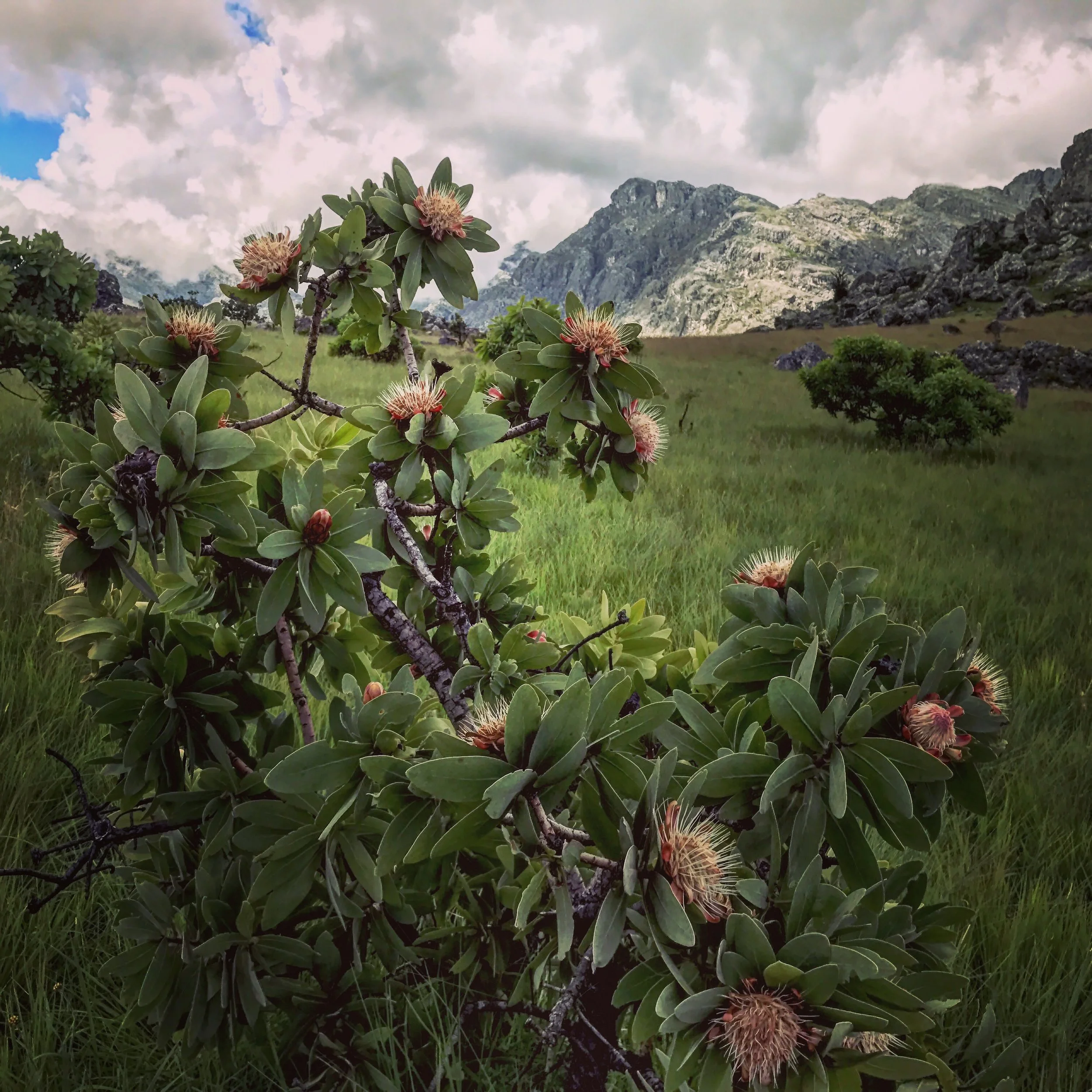 Leucospermum, Zimbabwe