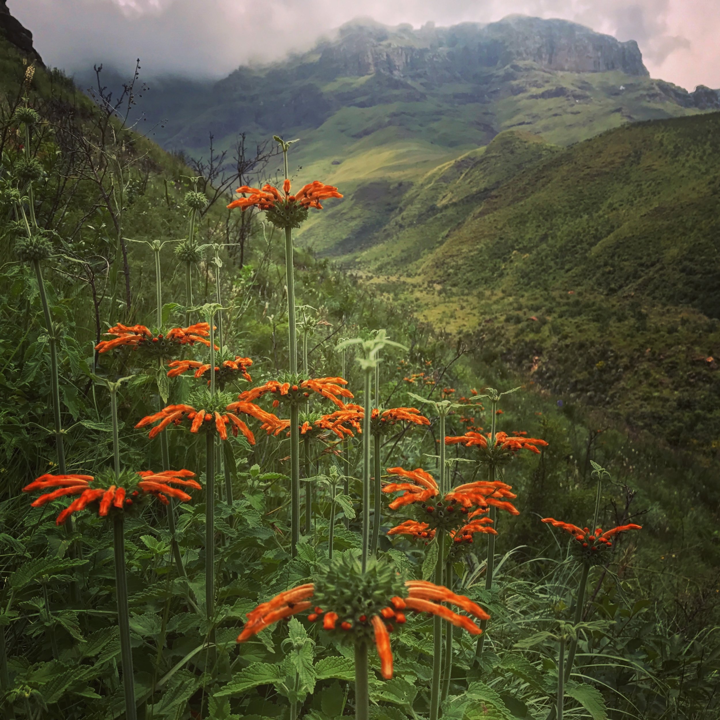 Leonotis Leonurus, Lesotho