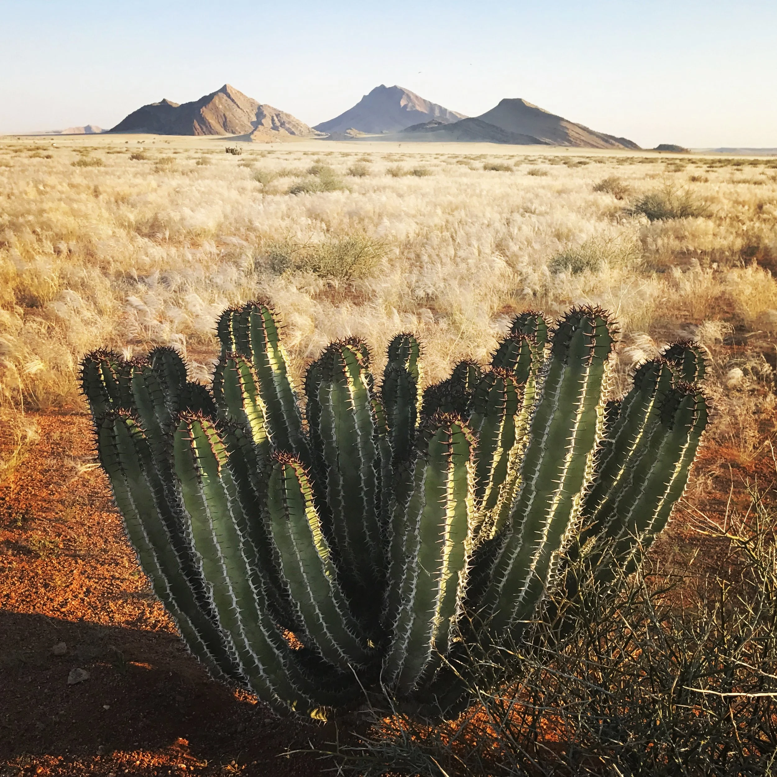 Euphorbia, Namibia