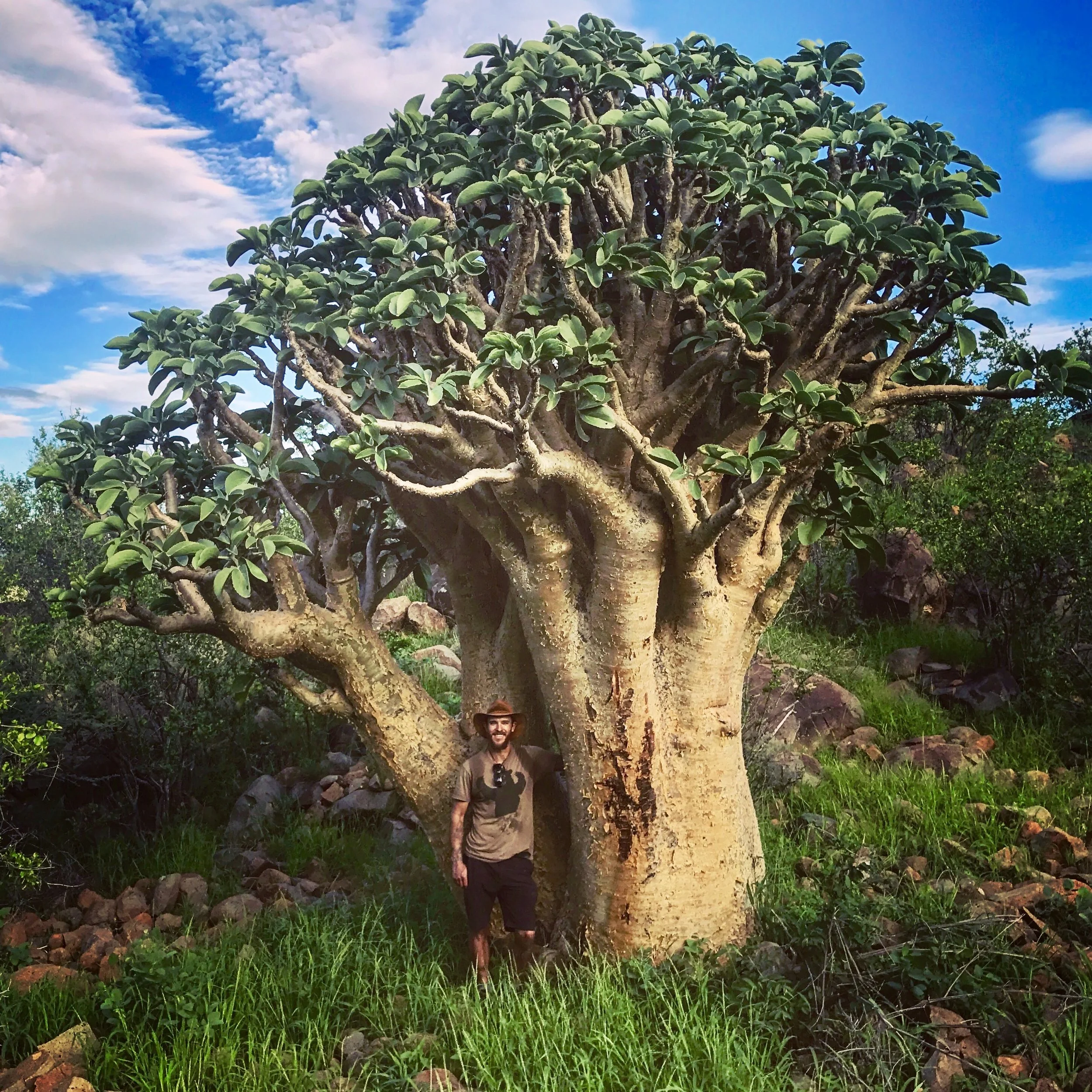 Cyphostemma Currorii, Namibia