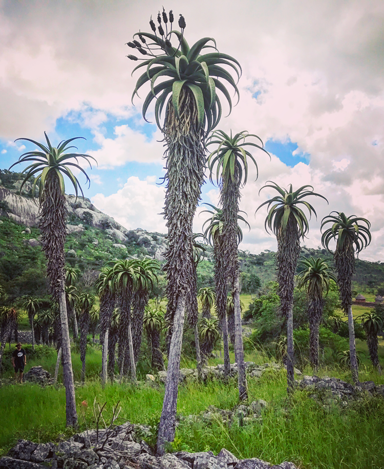Aloe Excelsa, Zimbabwe