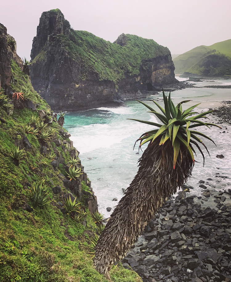 Aloe Ferox, South Africa