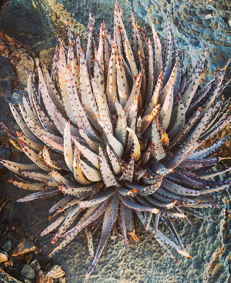 Aloe erinacea, Namibia