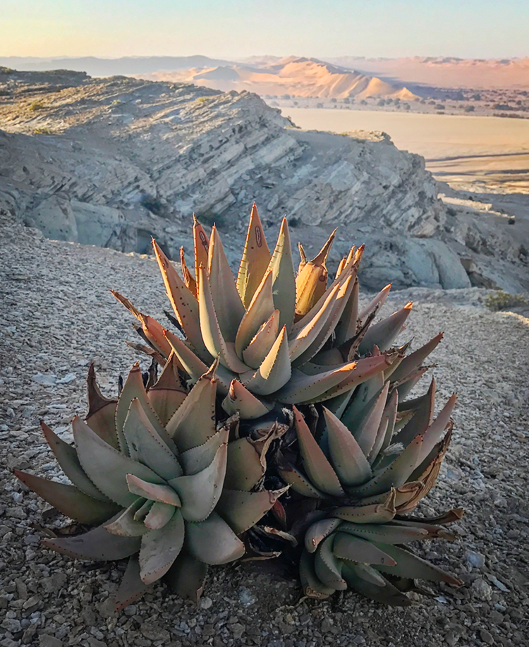 Aloe Claviflora, Namibia