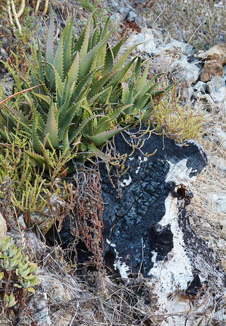 Aloe Fully Recovered from Basin Fire on Burnt Stump