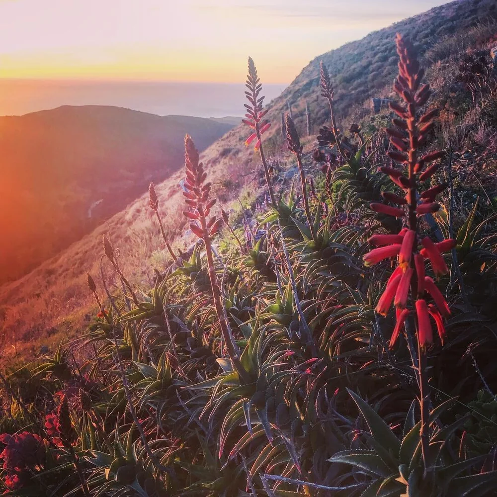 Aloe Ciliaris - The Fire Wall Aloe - in Tyson's Garden