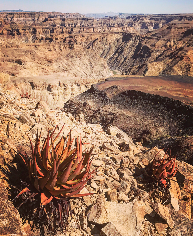 Aloe Gariepensis - Namibia