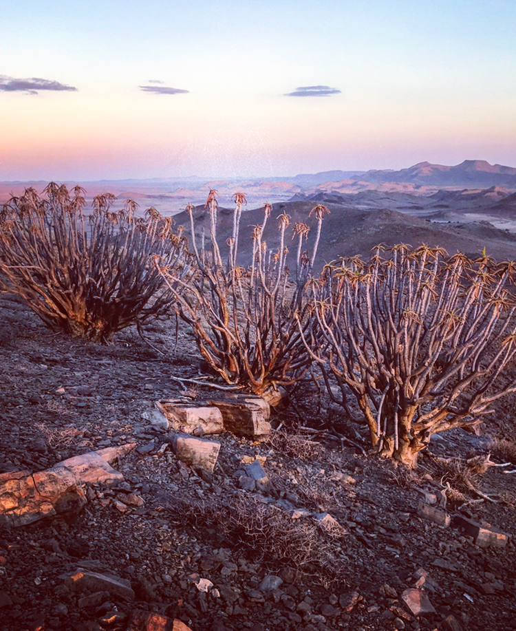 Aloe Ramosissima - Namibia