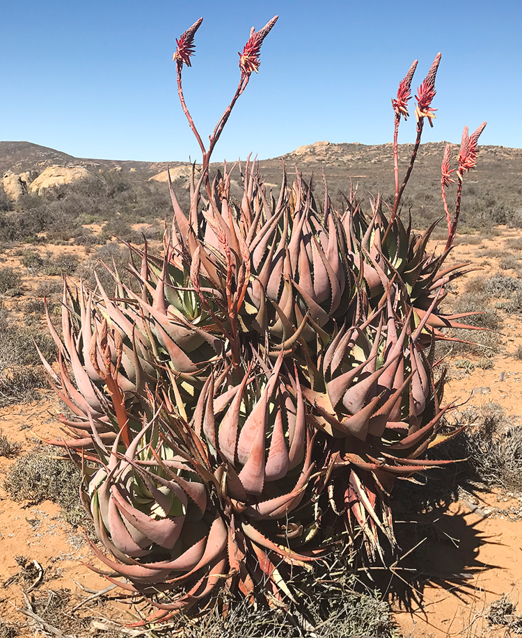 Aloe Sp. - South Africa