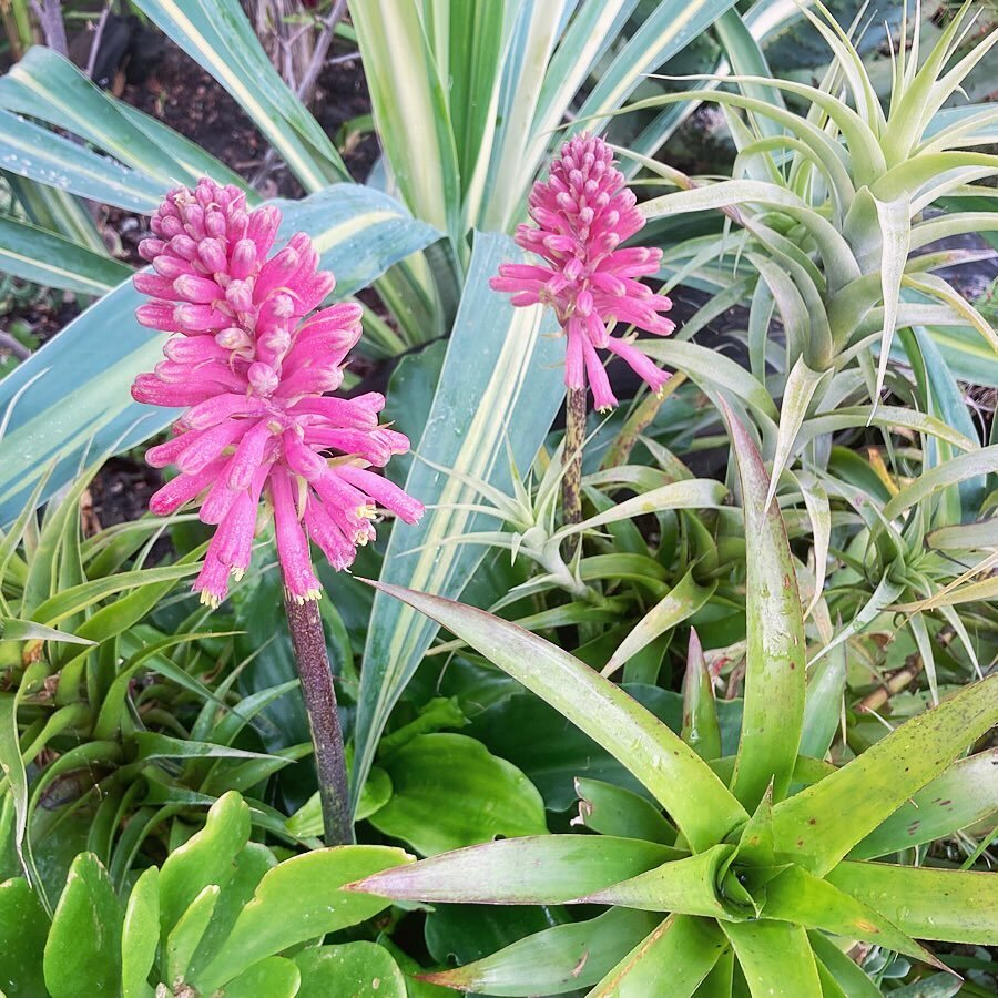 Garden detail featuring #veltheimiabracteata between passing showers. All time favorite plant, surprised we don&rsquo;t see it more often!
.
.
.
.
.
.
#pigsbulbs #pigsveltheimiabracteata #tillandsia #terracottatropic #santacruzgardens #santacruzgarde
