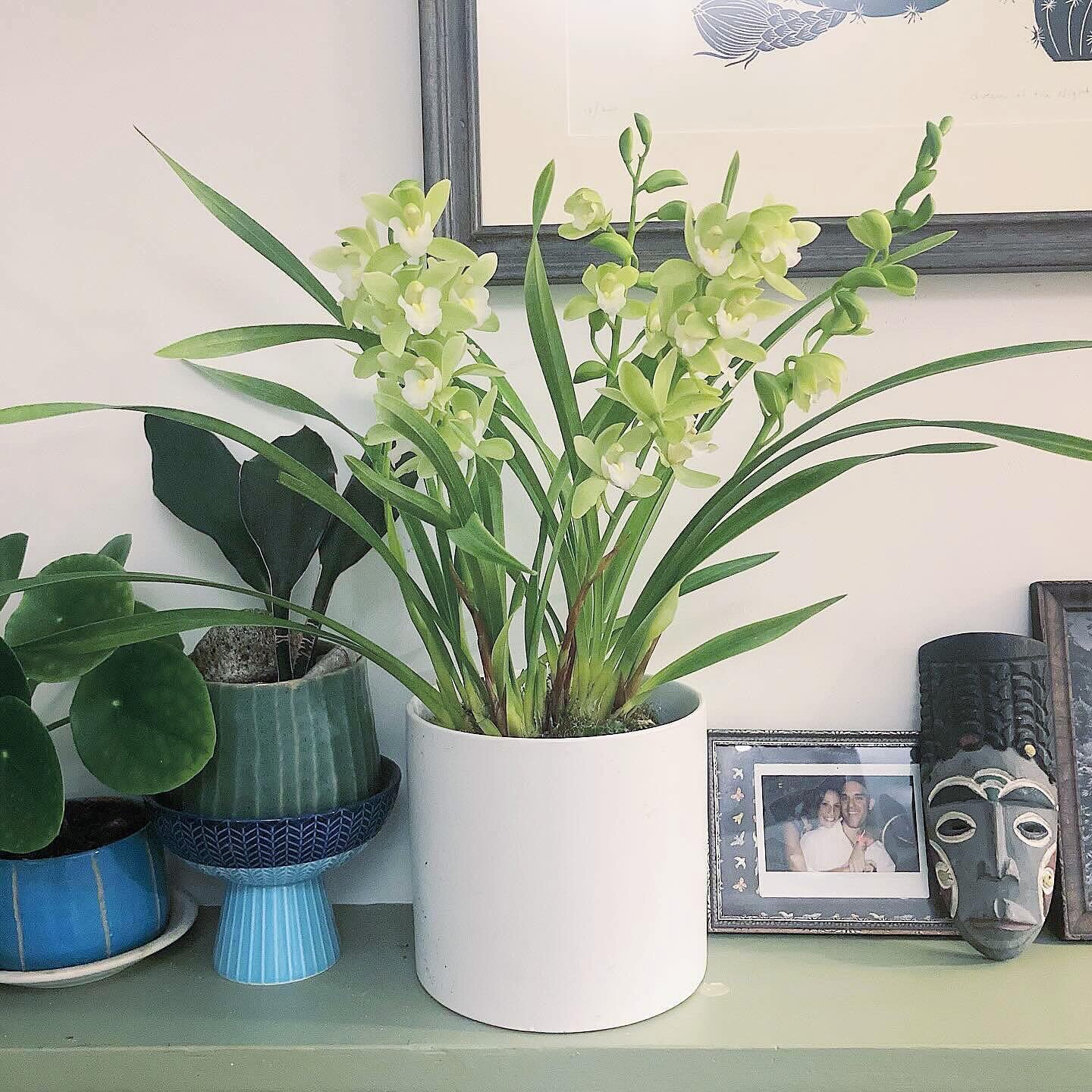 I don&rsquo;t post many houseplant pics, but I am a sucker for a green flower. I&rsquo;ve been hunting a green #cymbidium for years now and finally got my hands on this one. #homedepotcomeup Once it blooms out it&rsquo;ll be a wonderful addition to o