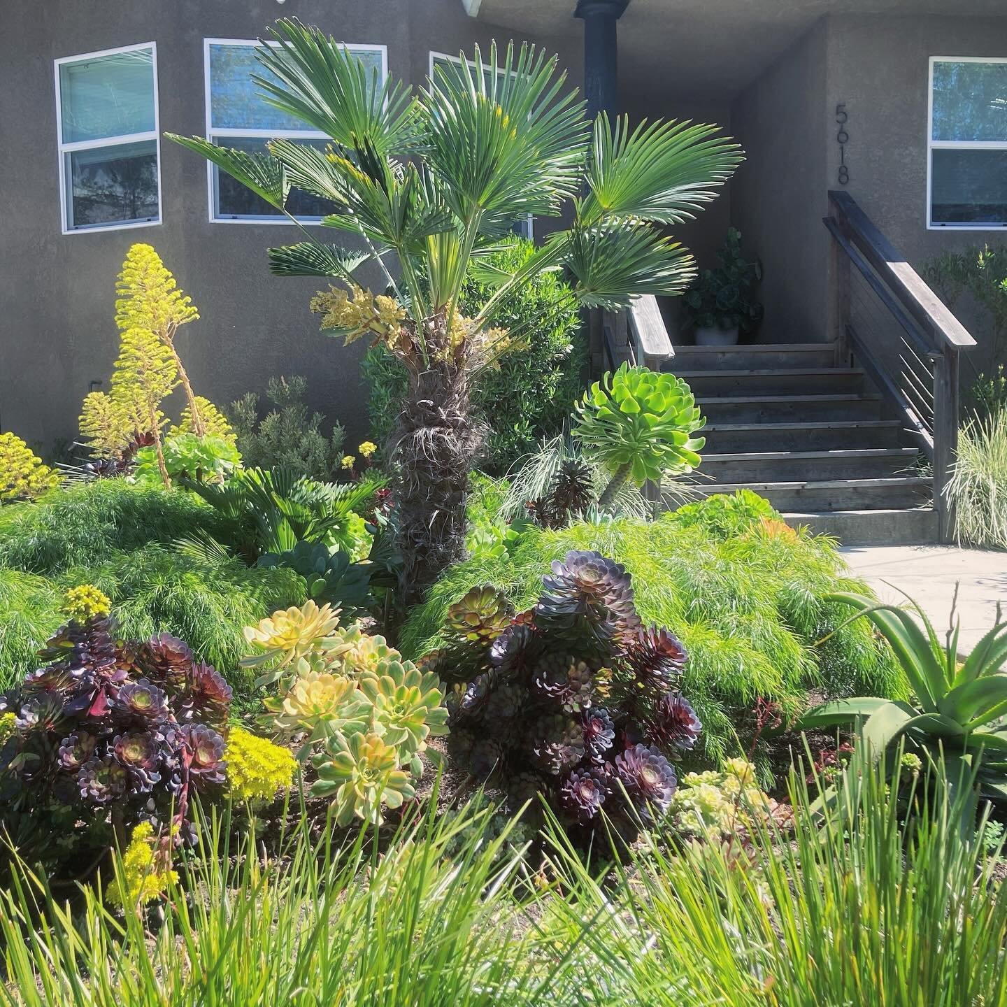 Front yard rework I did a couple years ago for some lovely maintenance clients. We decided to use a red, gold and green color scheme on this one.
.
.
.
.

.
.
#terracottatropic #santacruzgardendesign #trachycarpus #leucadendronjester