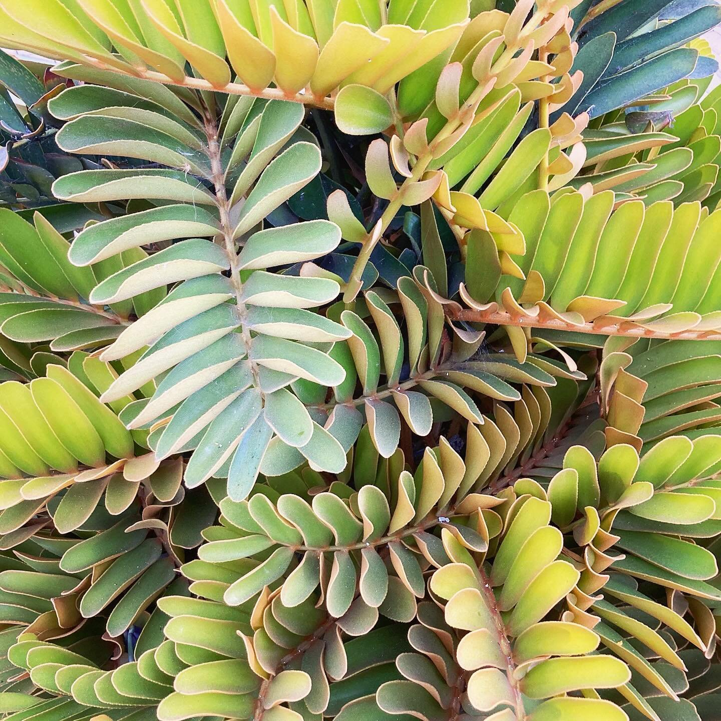 Garden inspiration featuring #zamiafurfuracea. 
.
I used to think this plant couldn&rsquo;t be grown up north, but mine actually seems happier outside. I also know of one thriving in #daleycity.
.
.
.
.
.
.
.
.
#pigscycads #pigszamia #cycad #cardboar