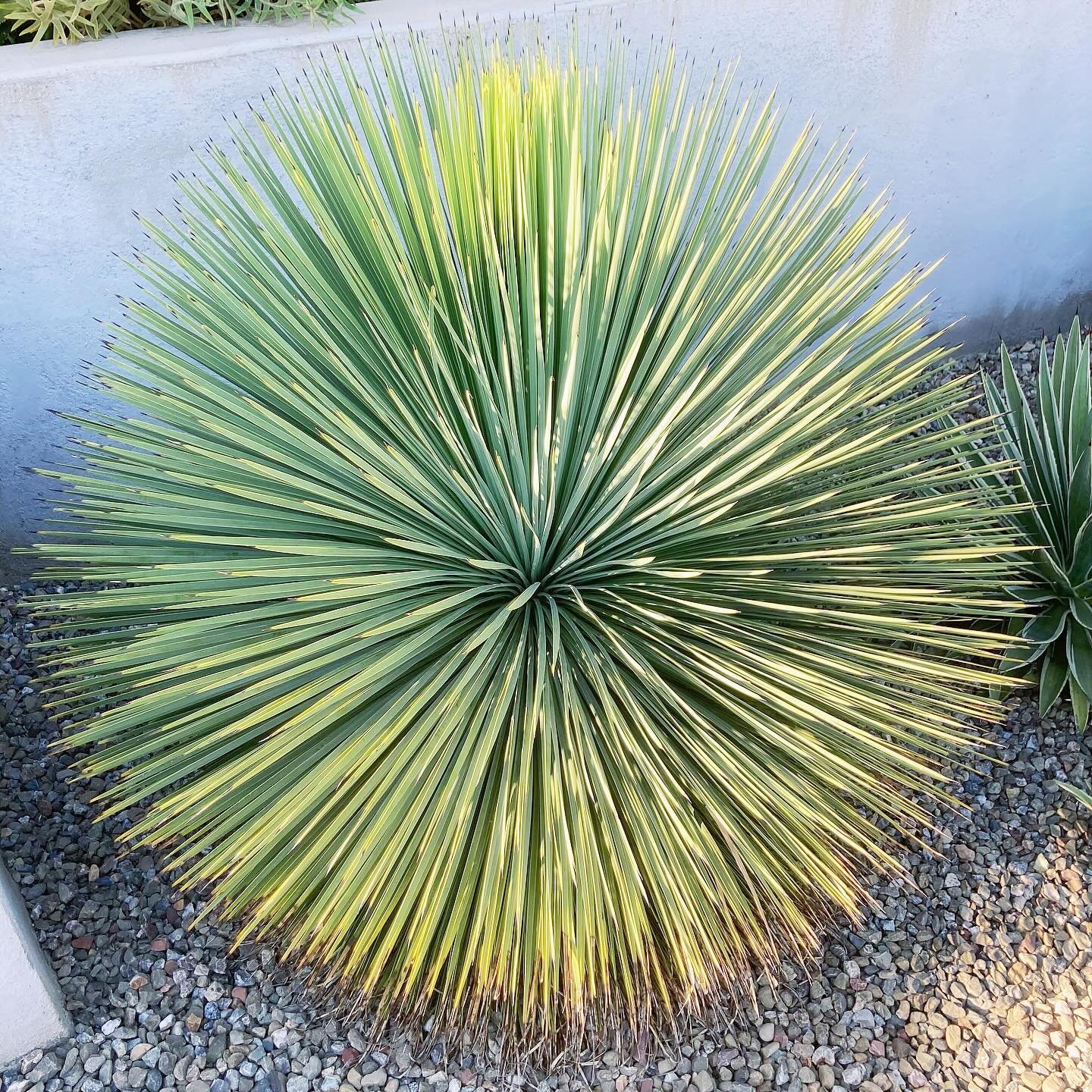 Check out this #yuccalinearifolia from some garden rework this week. Currently in its full #orb form, this plant will continue to grow up, getting a trunk up to around ten feet tall, similar in form to a palm tree.
.
.
.
.
.
.
#pigsyucca #yucca #dale