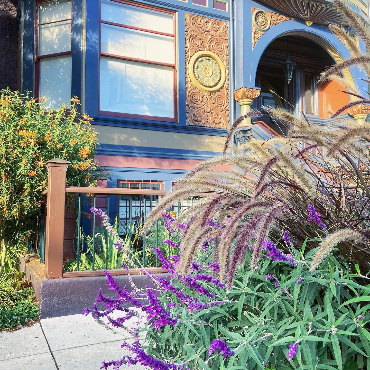 Sidewalk gardening is some of the most challenging. Maintenance day for this #sanfrancisco jewel on #ashbury street. Where meth-heads and entitled dog walkers do their best to foil my progress. 
.
.
.
.
.
.
.
.
.
.
#terracottatropic #sanfranciscogard