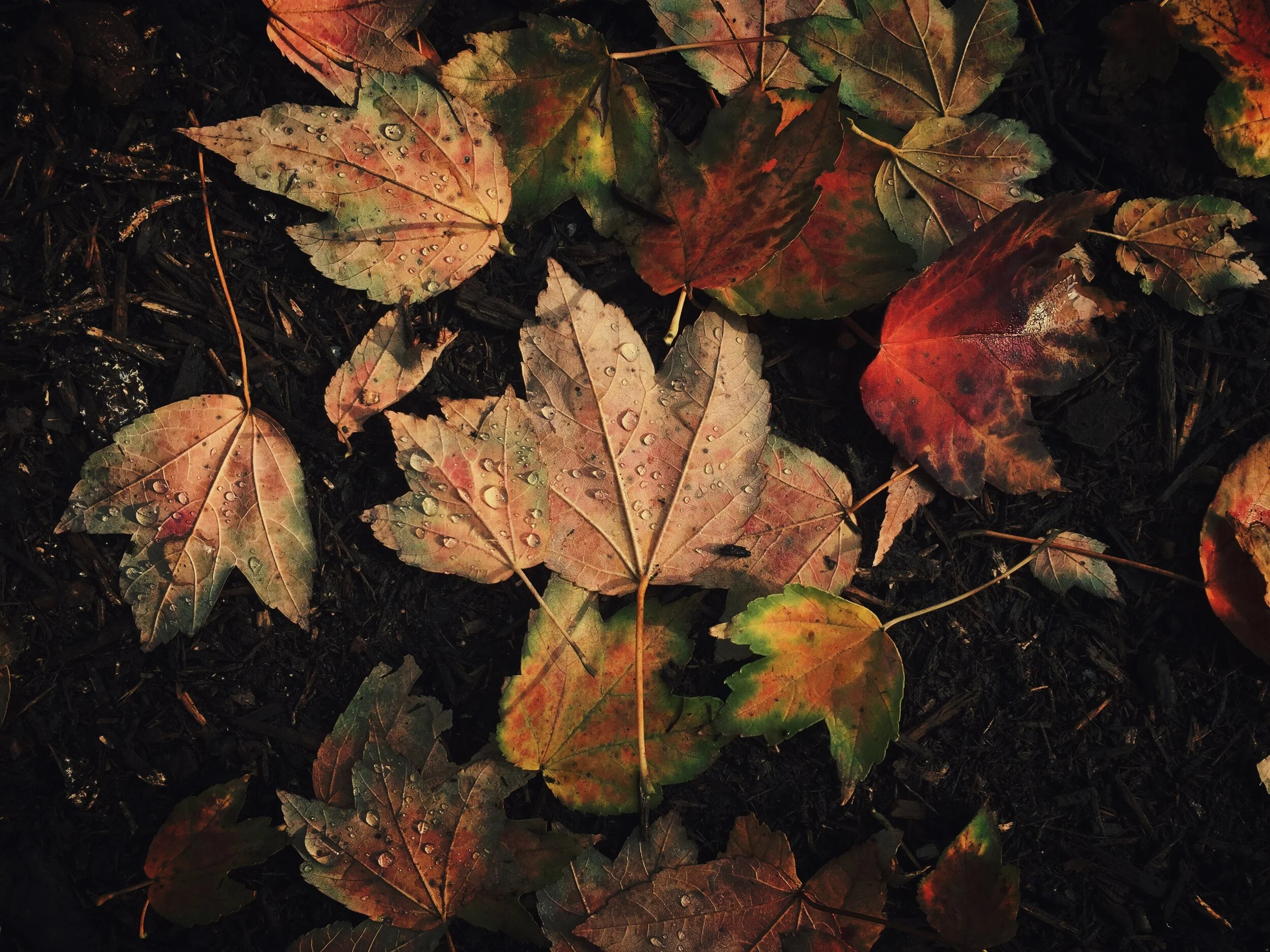 Homepage Background.JPG