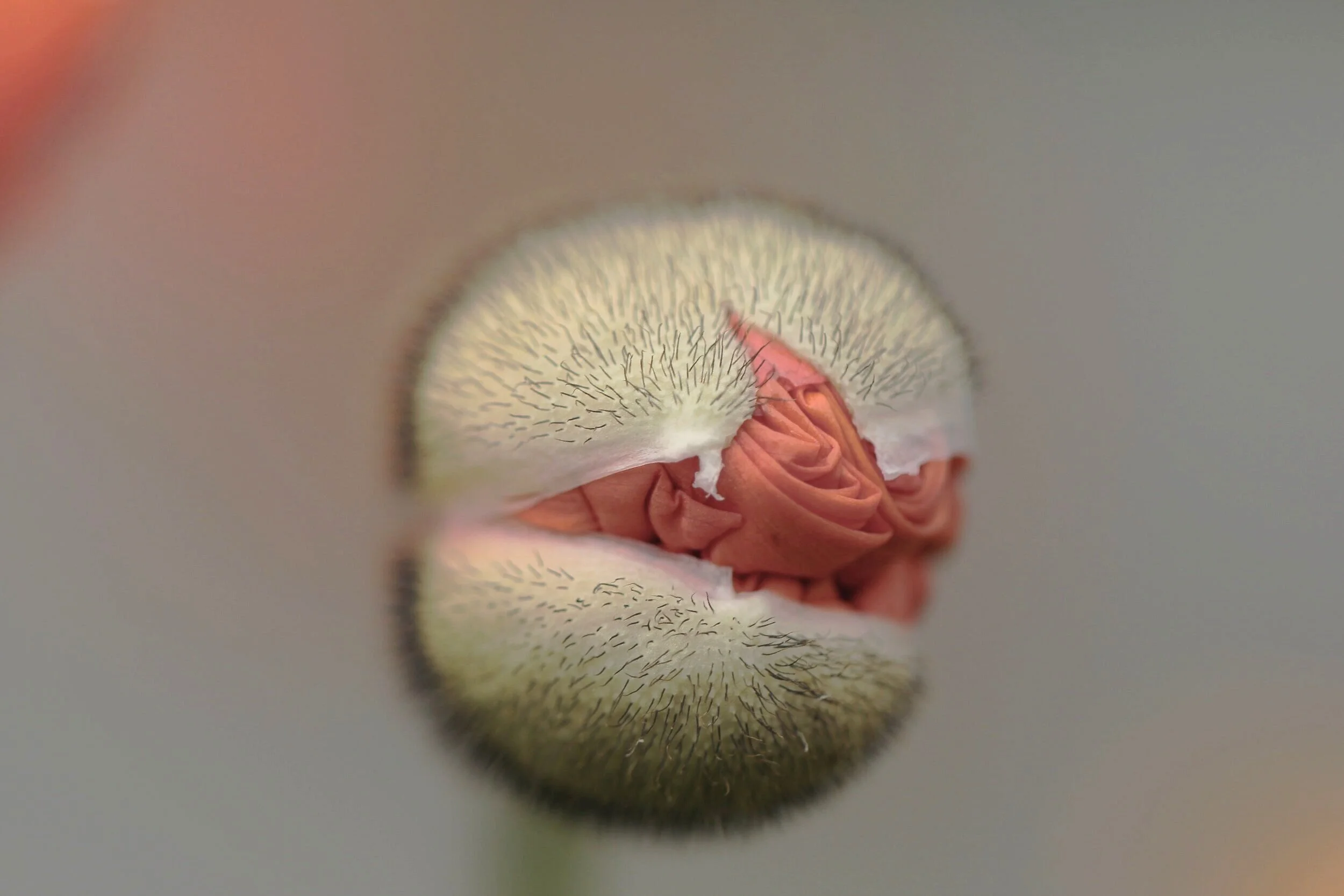 To Grow Or Not To Grow