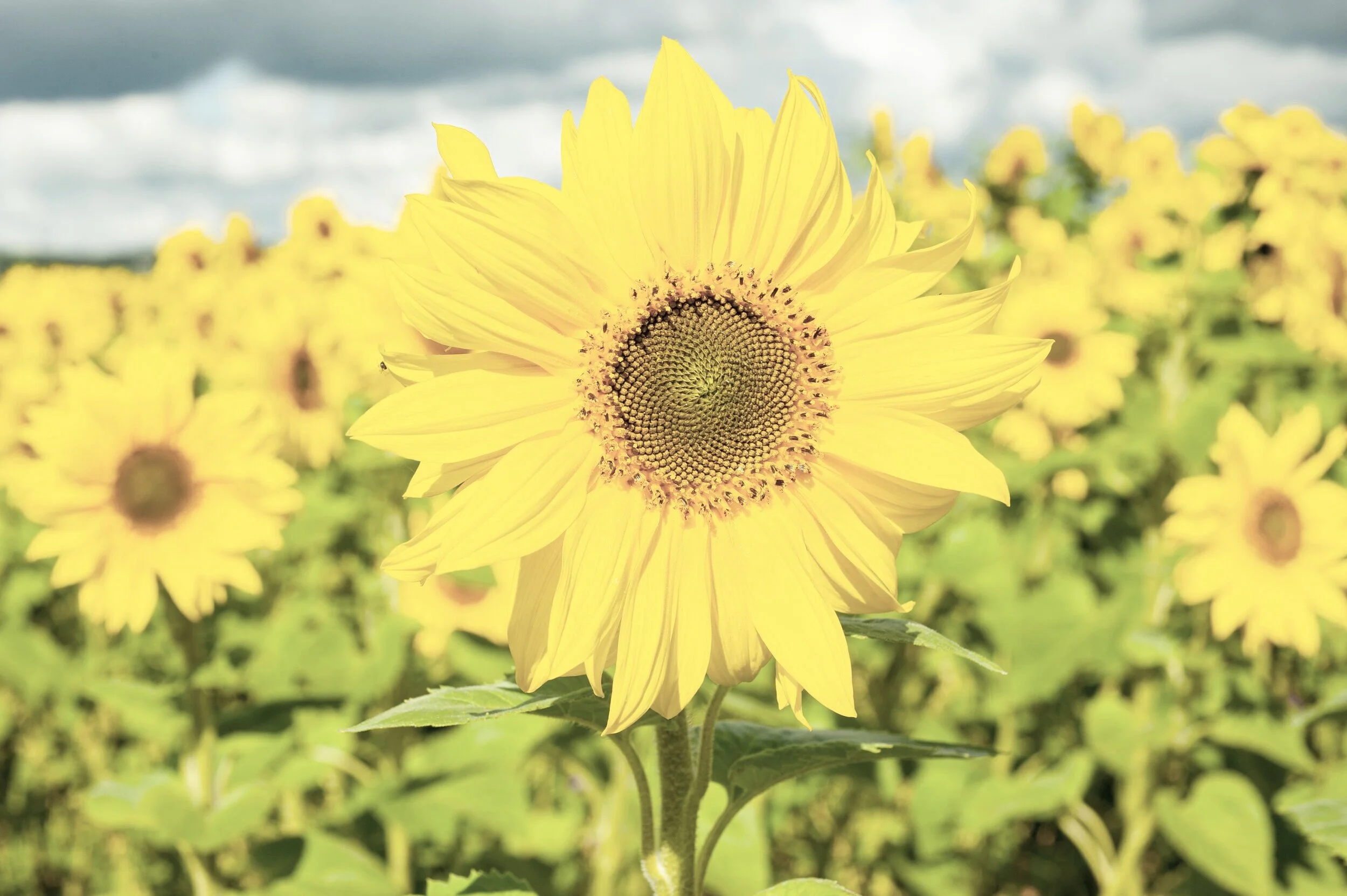 The Light Is First Of All Warm