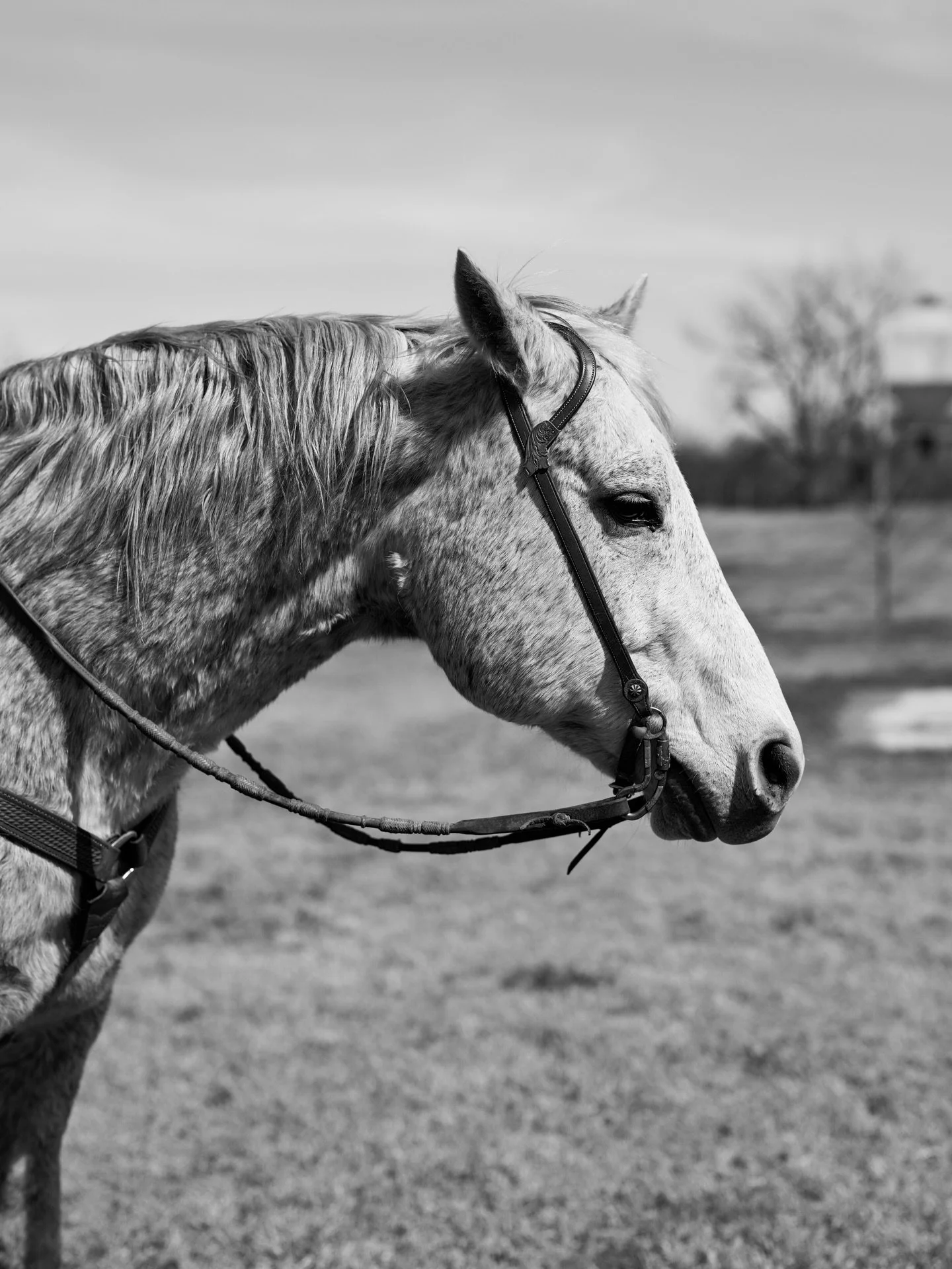 Horse.

That&rsquo;s the best caption I could do folks. Follow me for more creative business inspiration. #elyfairphotography