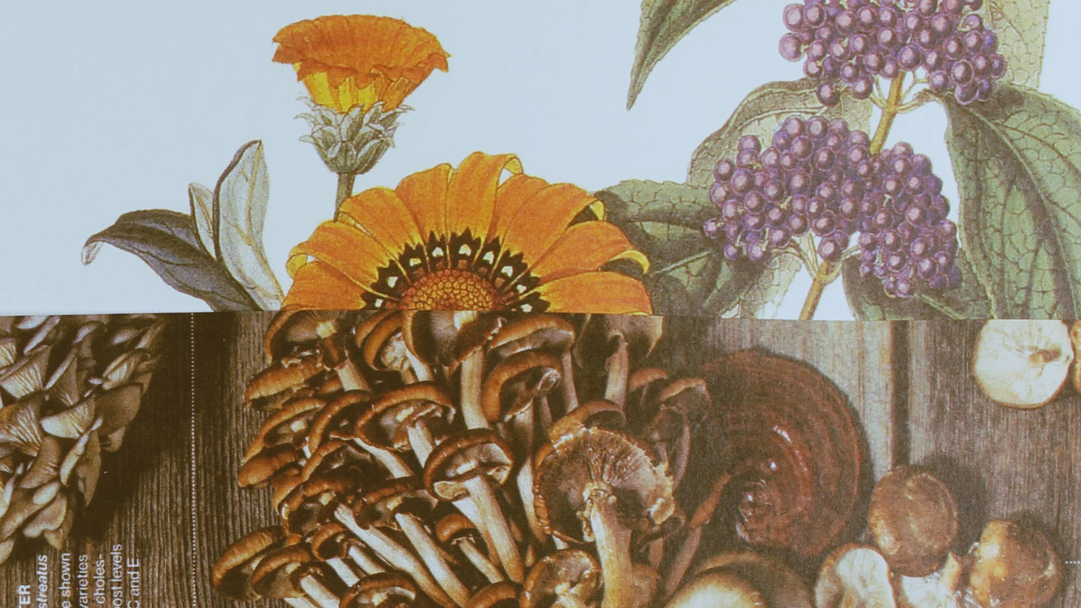 Fecundity proposed title sequence styleframe