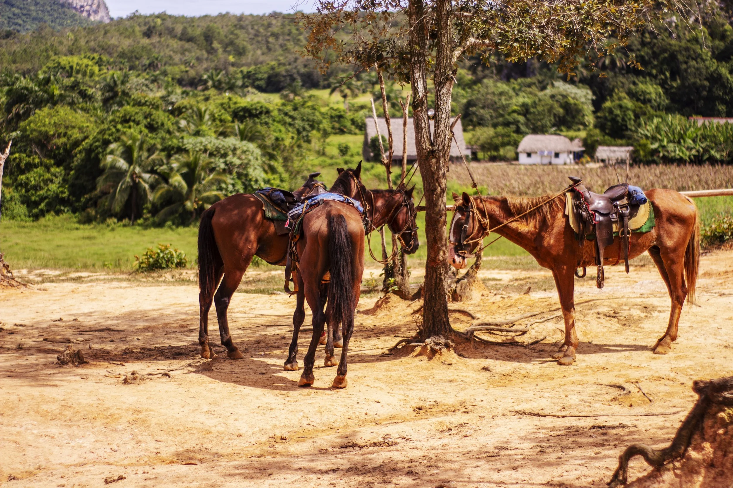 Horses cared for by our Airbnb experience host