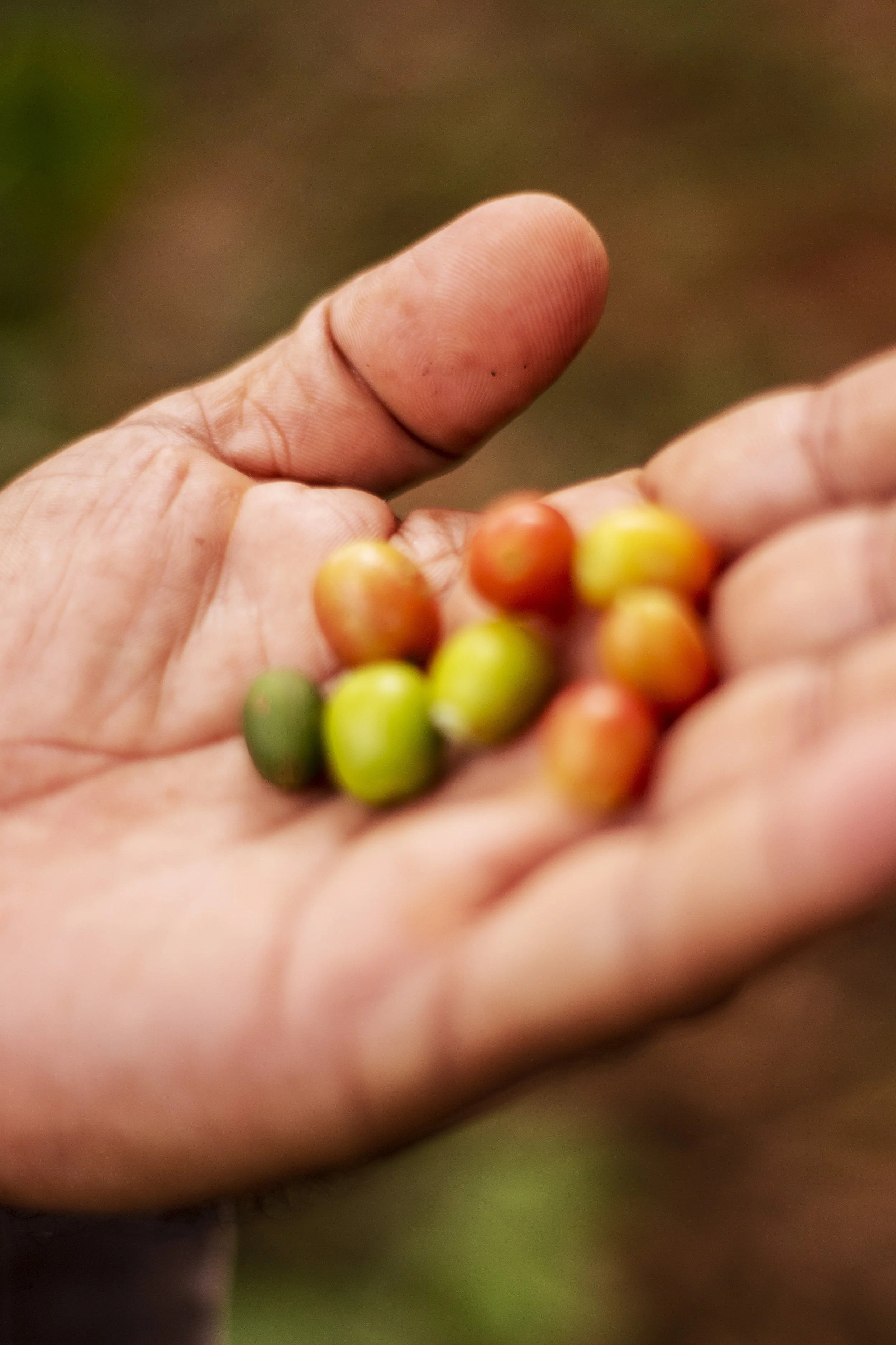 Locally grown coffee berry