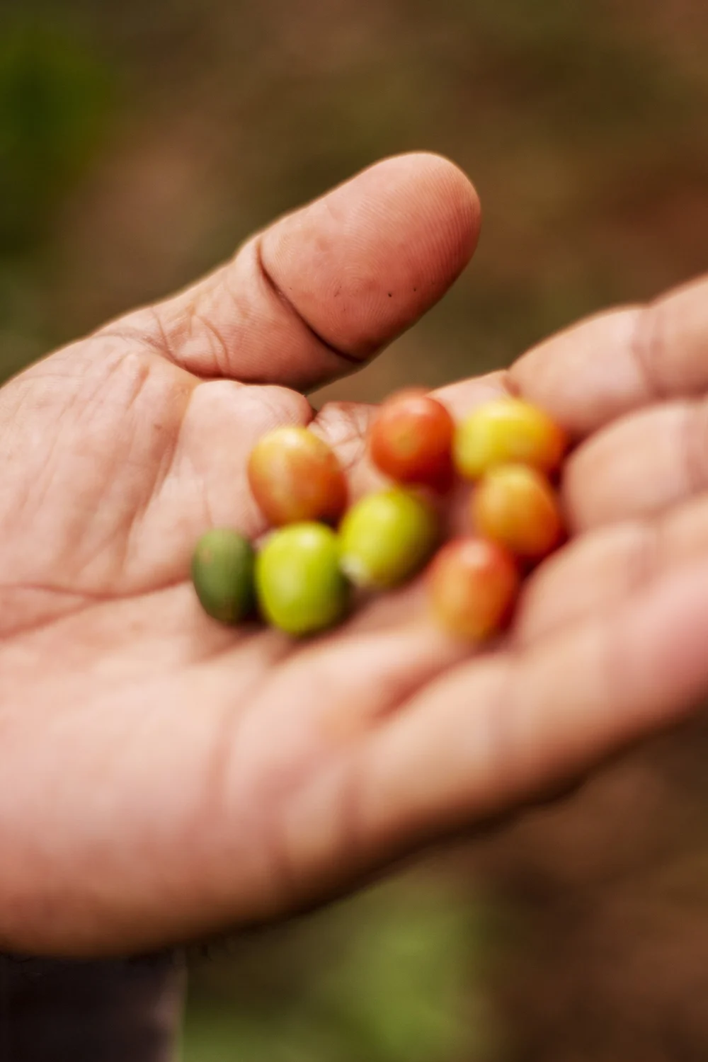 Locally grown coffee berry