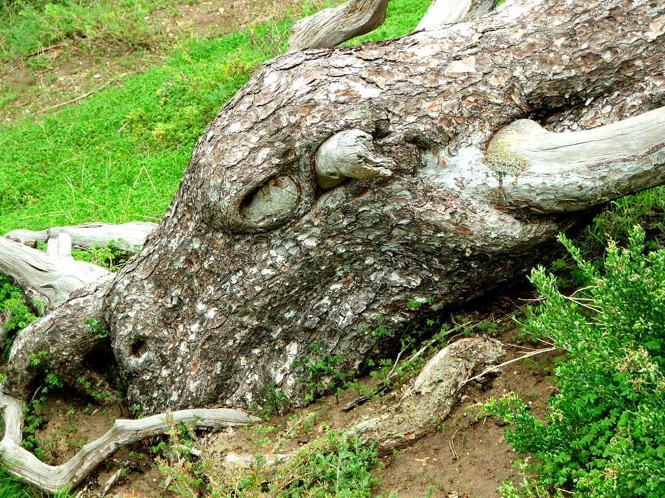 Dragon tree.jpg