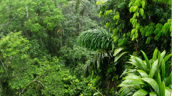 Amazon trees.png
