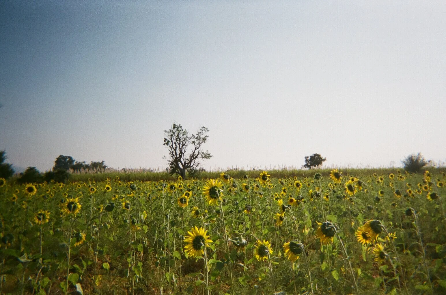 Inle Fields