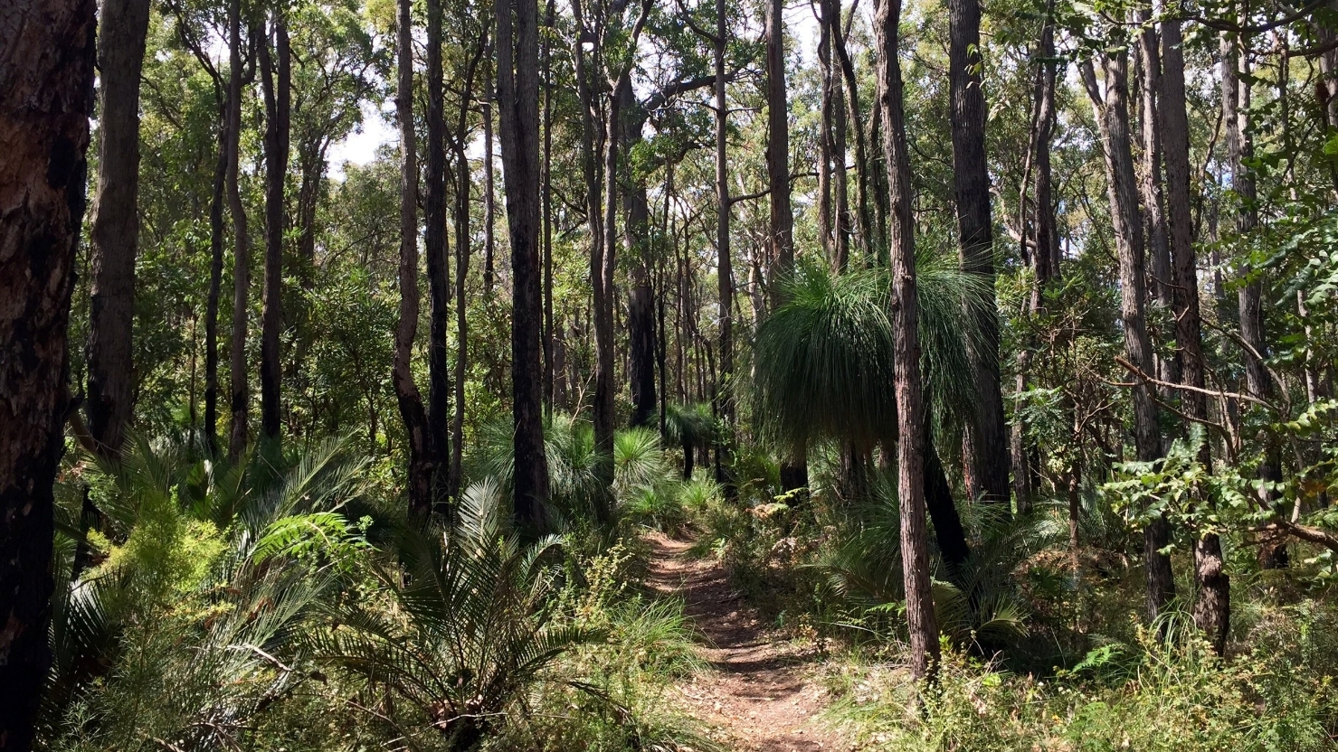 Forest bathing in Dwellingup