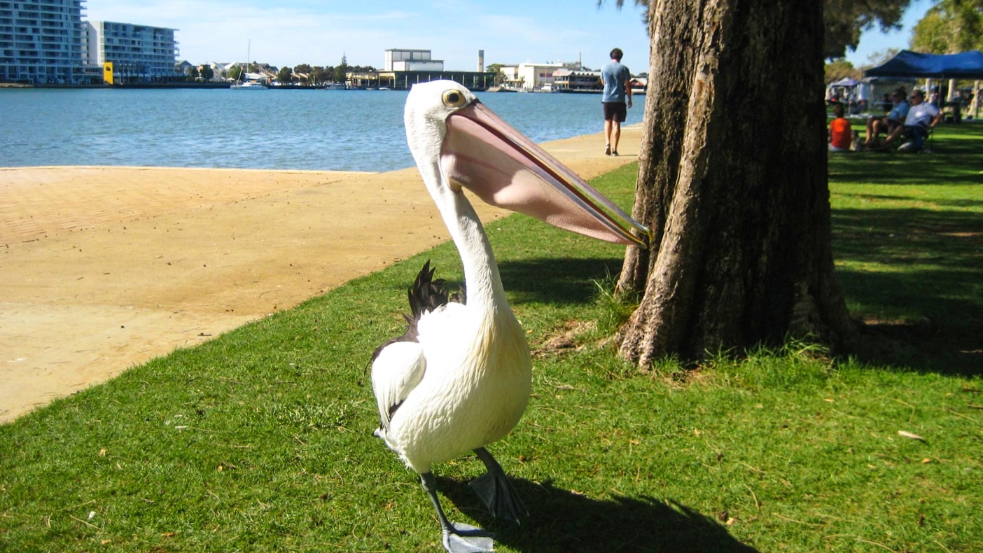 Get a picture with pelicans