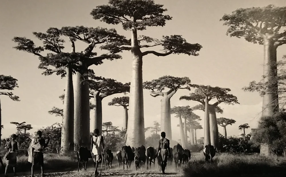 Artevasi Pařeniště Madagascar S - Víko Nakoupit U