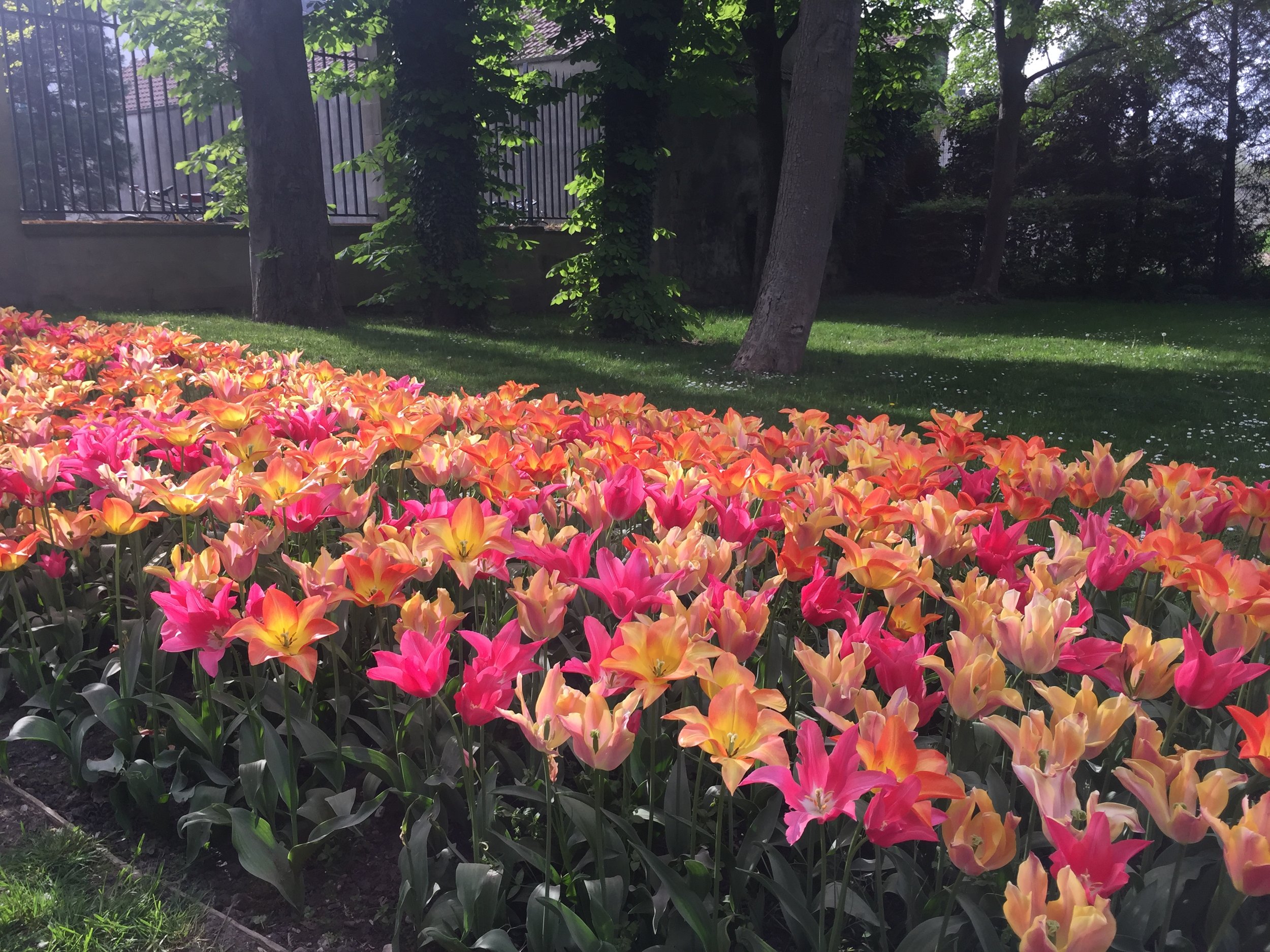 Tulip flower bed - what to do in Paris with kids
