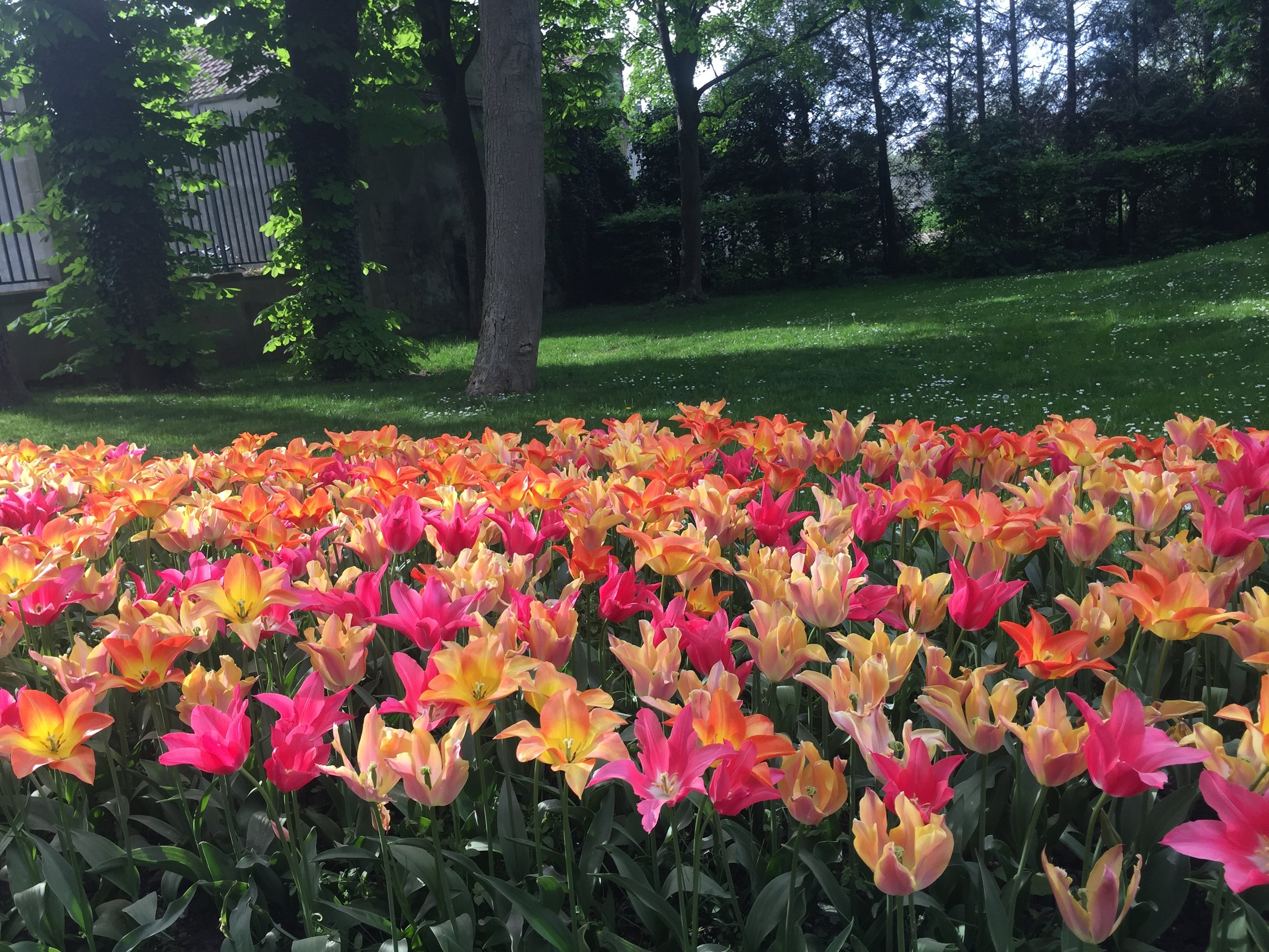 Tulip flower bed - what to do in Paris with kids 