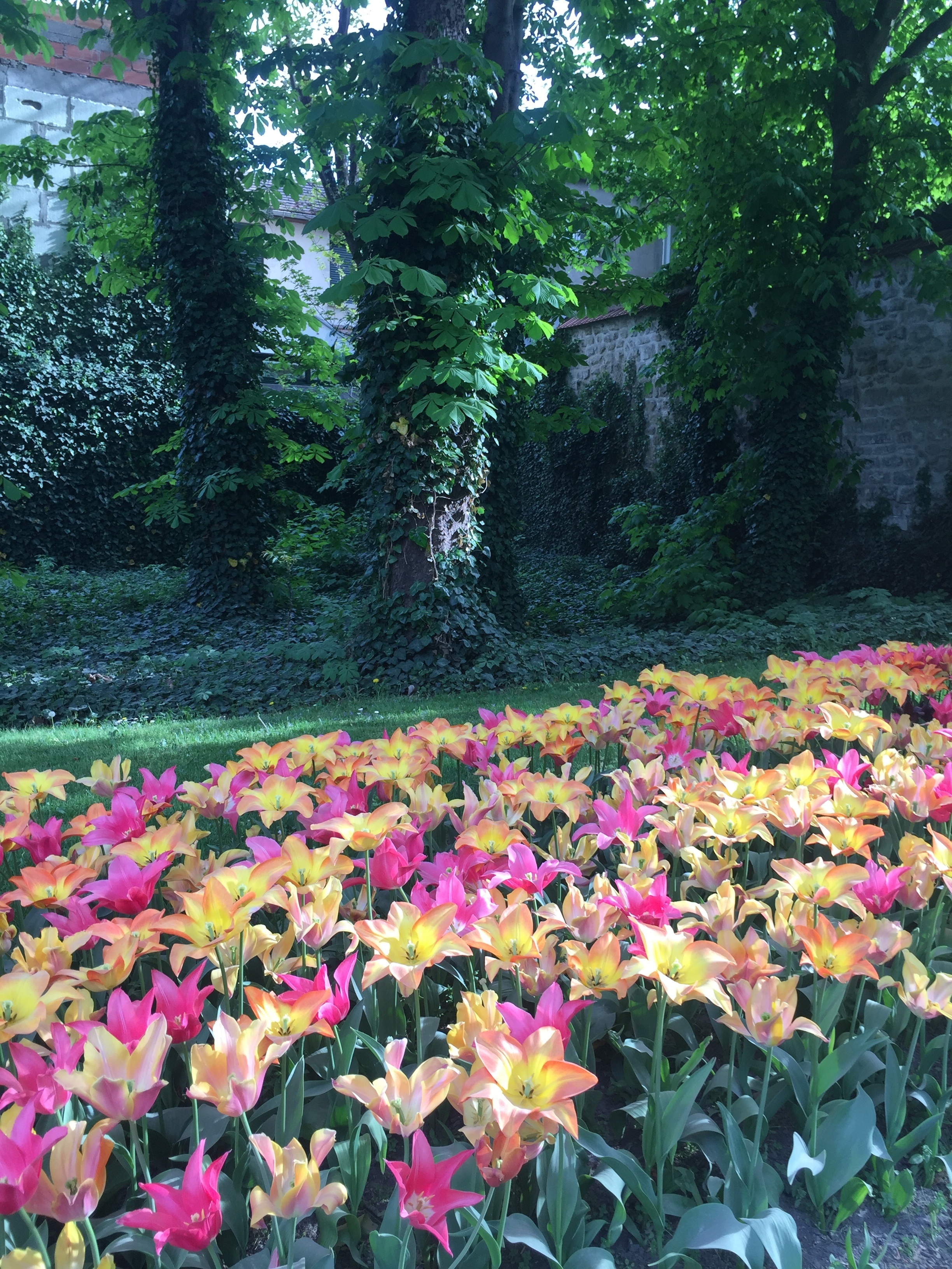 Tulip flower bed - what to do in Paris with kids 