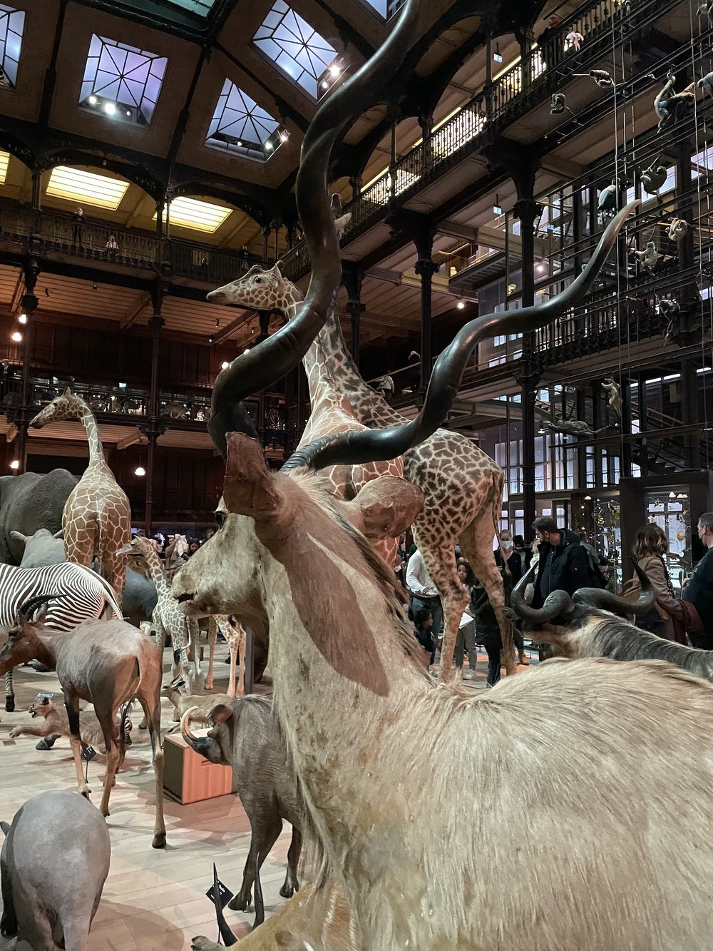  La Grande Galerie de l’évolution   Fun family activity in Paris with children  Great outing for animal lovers  Kid friendly museum Paris 