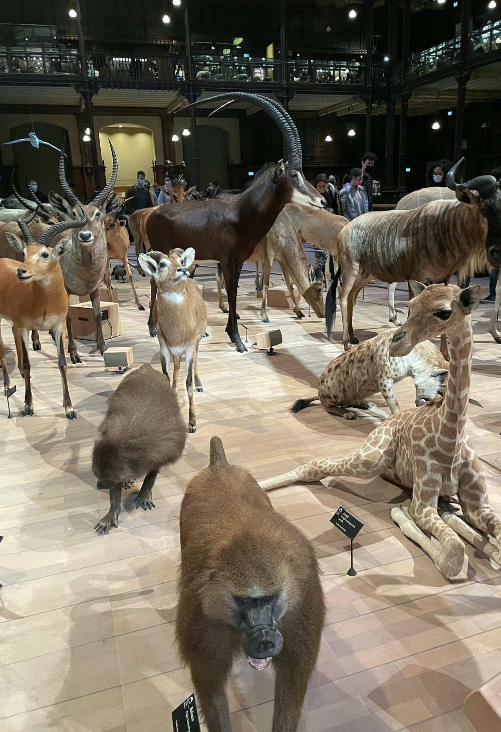  La Grande Galerie de l’évolution   Fun family activity in Paris with children  Great outing for animal lovers  Kid friendly museum Paris 