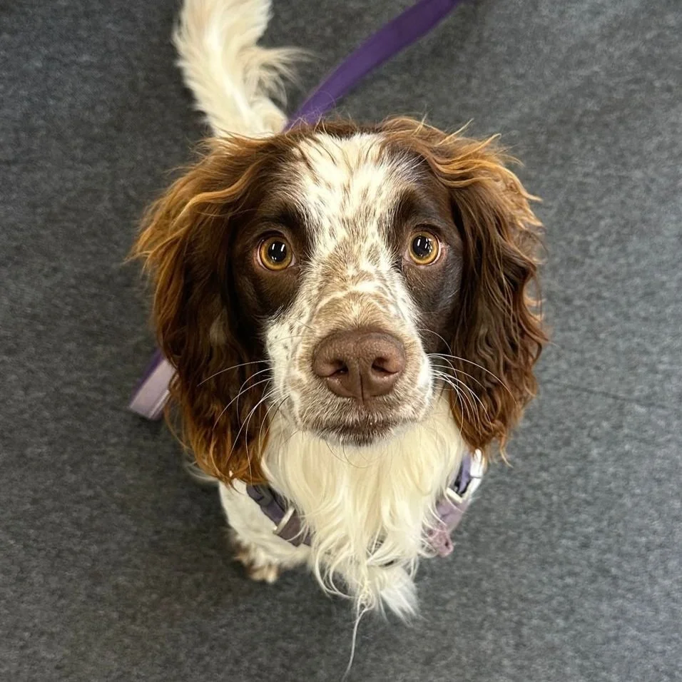 The Paw-sitive Impact of Dogs in Shared Working Spaces