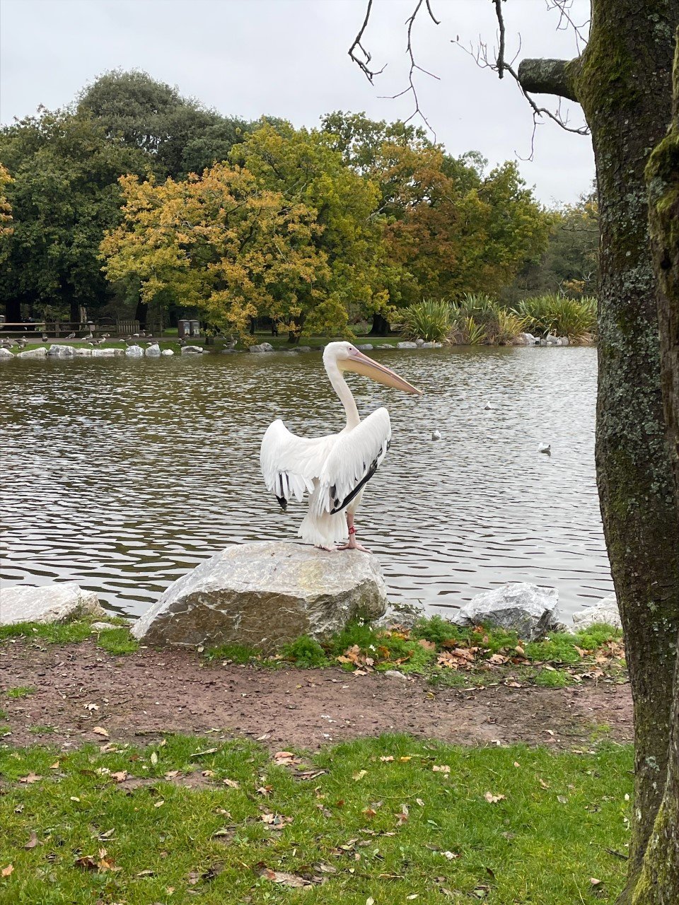 Senior Biology in Fota