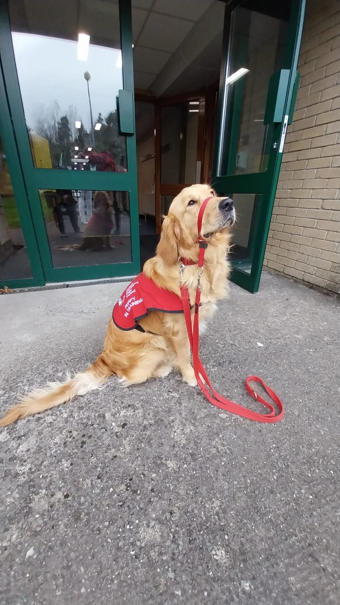 Canine Colleague for MCS!