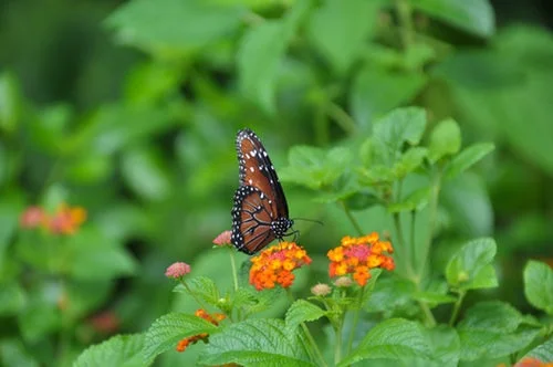 butterfly.jpeg