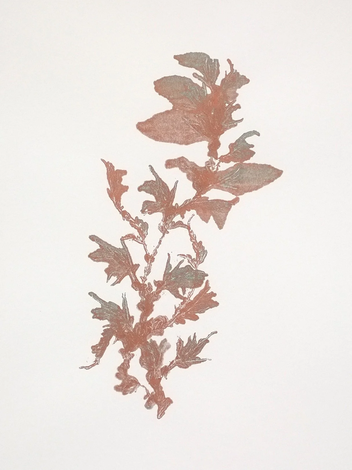 Encyclopedia of newfound plants #26 – 50x60cm