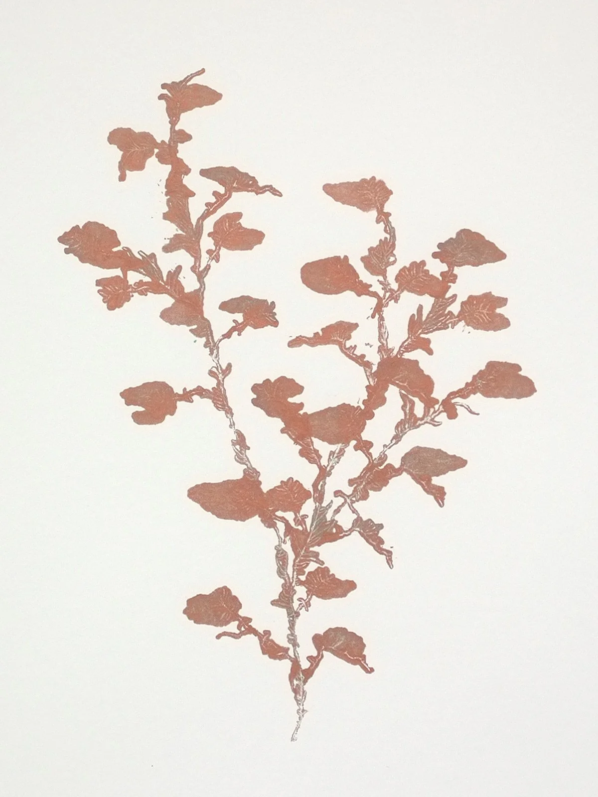 Encyclopedia of newfound plants #27 – 50x60cm