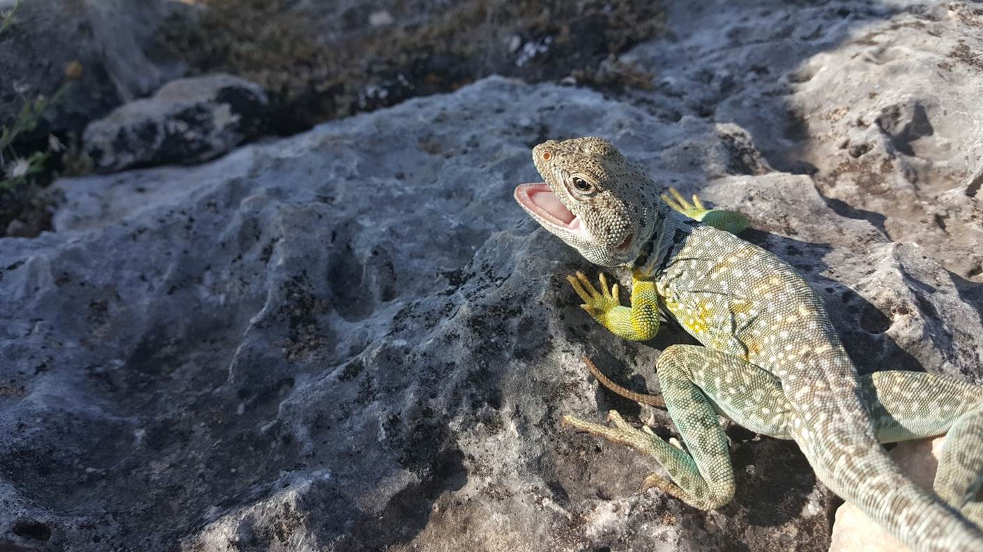 collaredlizard.jpg