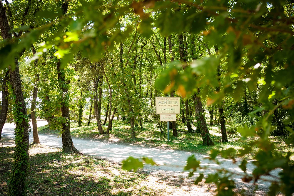 Montirius-12.jpg