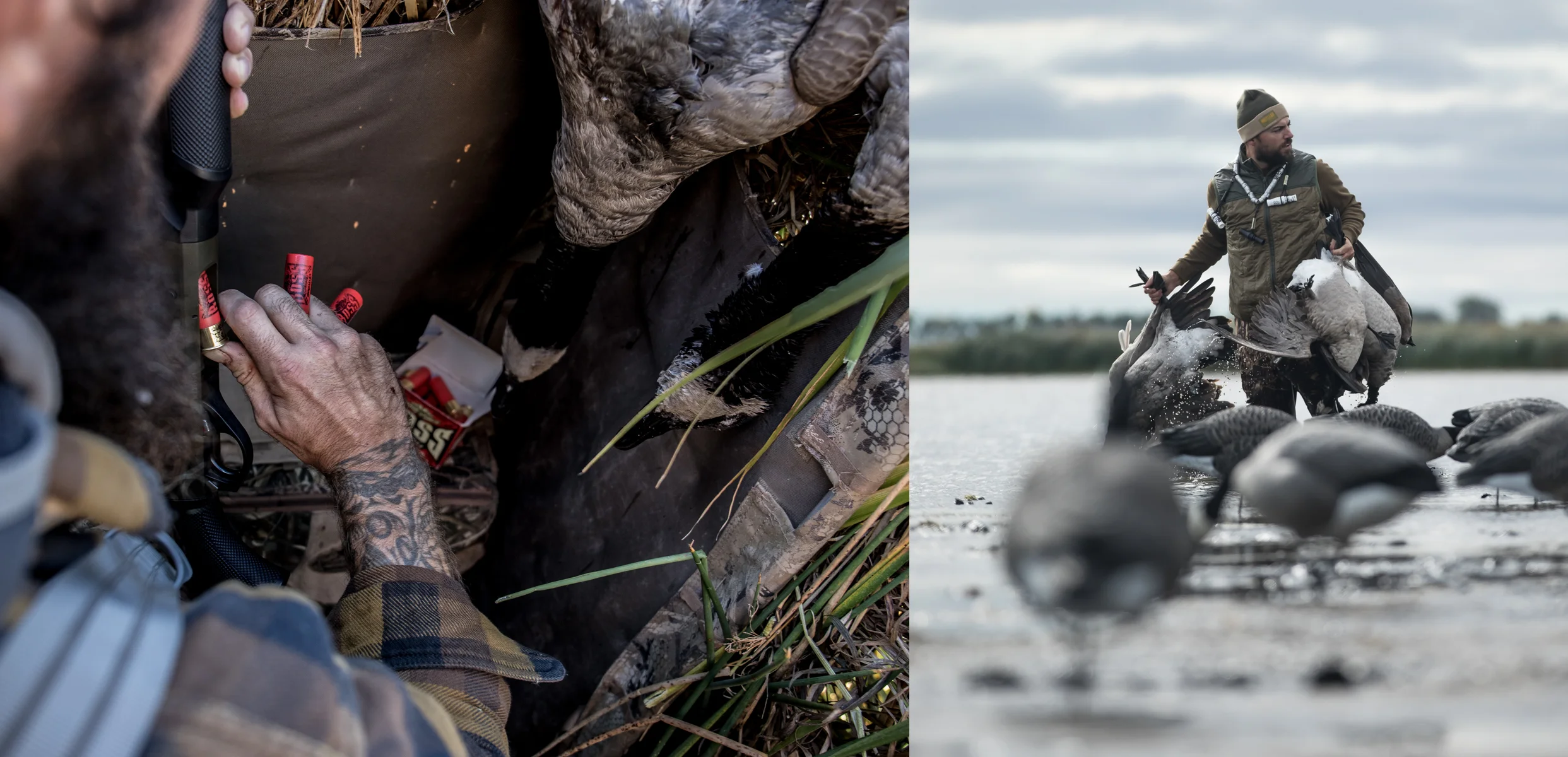 Molt Migration Photo 3.jpg